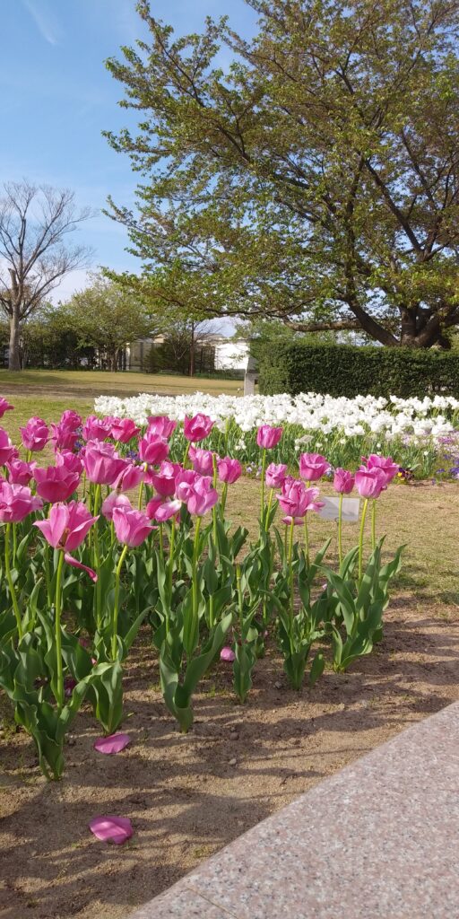新潟ふるさと村のチューリップ祭り