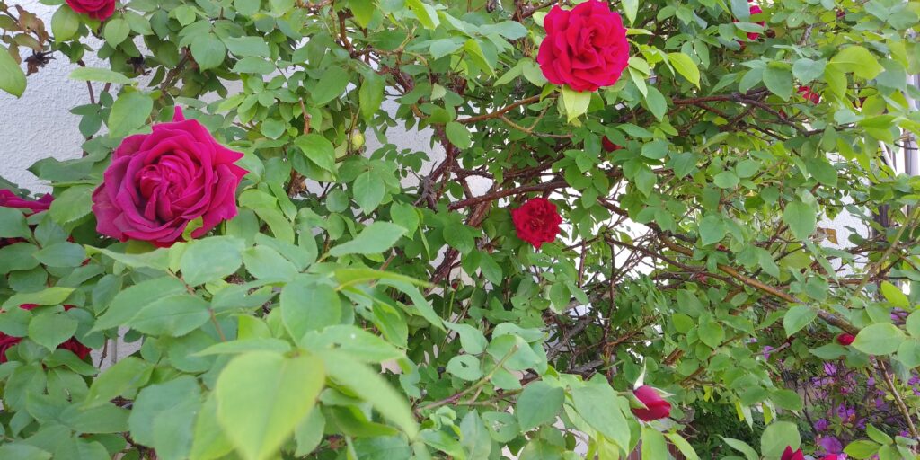 5月バラ